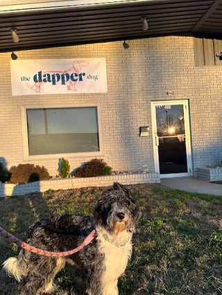 Dapper Dog
