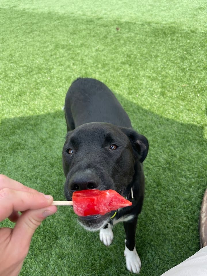 Barks N Brews