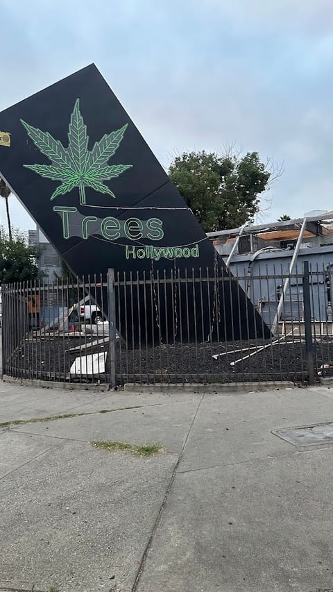 Trees Hollywood