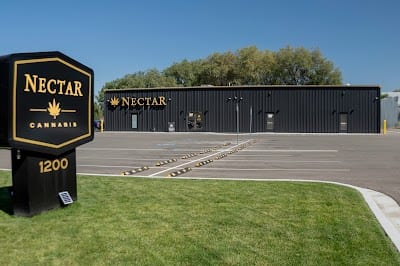 Nectar -1st 