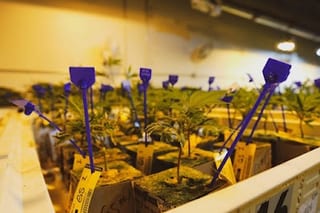 The Chronic Factory 