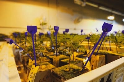 The Chronic Factory