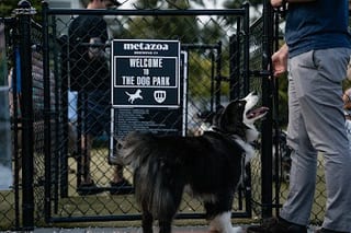 Metazoa Brewing Co