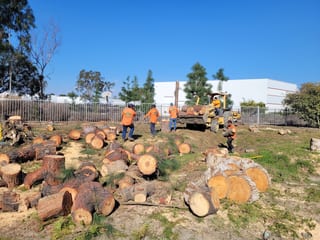 Cypress