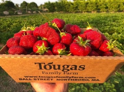 Tougas Family Farms