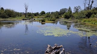 Delta Ponds