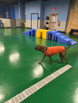 Woof Play Eat