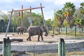 Tampa's Lowry Park Zoo