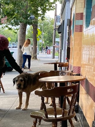 Wolfhound
