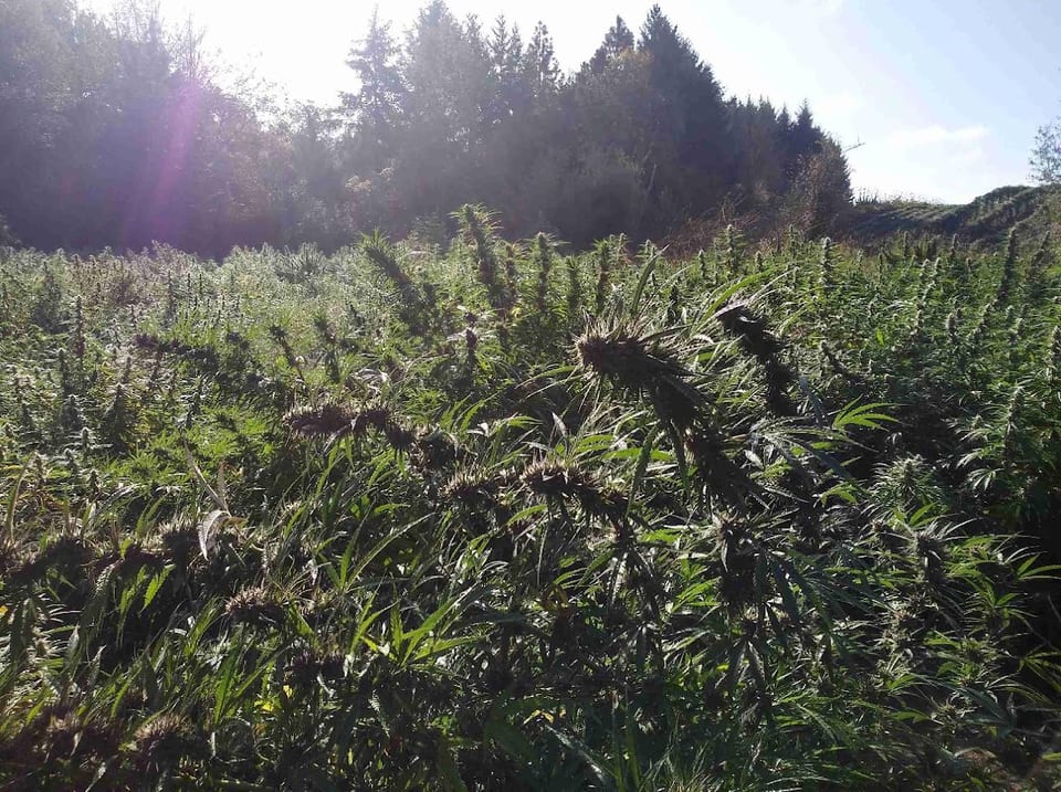 The Hemp Seed, llc