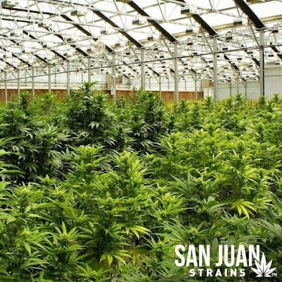 San Juan Strains - Gunnison