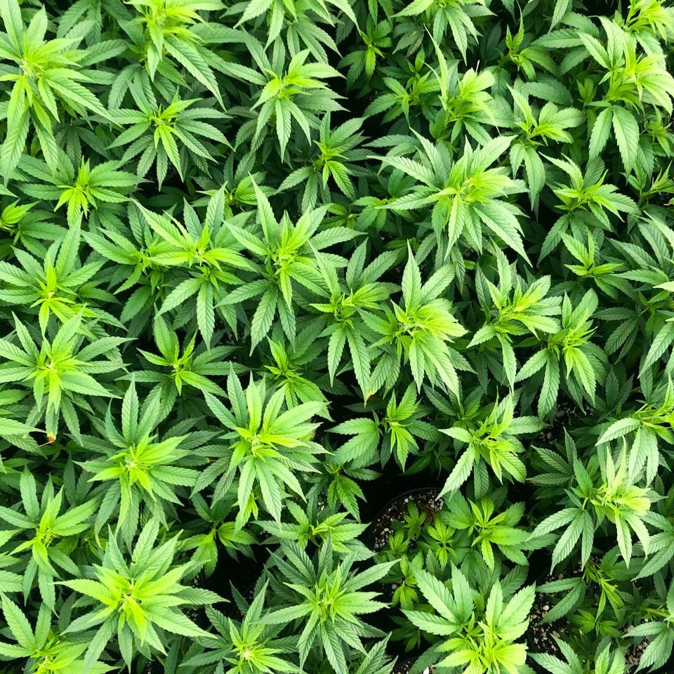 Royal Creek Botanicals