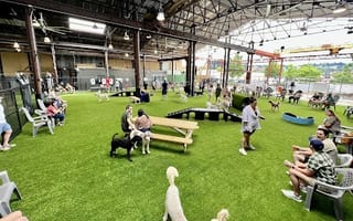 Good Dog Bar & Dog Park