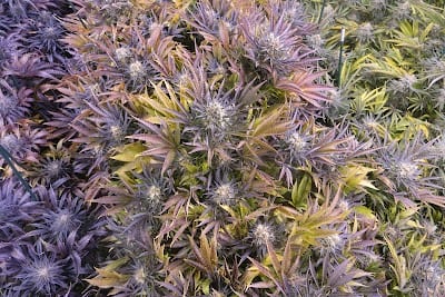 Allgreens