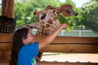 Lincoln Children S Zoo