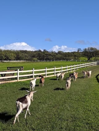 Surfing Goat Dairy