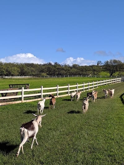 Surfing Goat Dairy