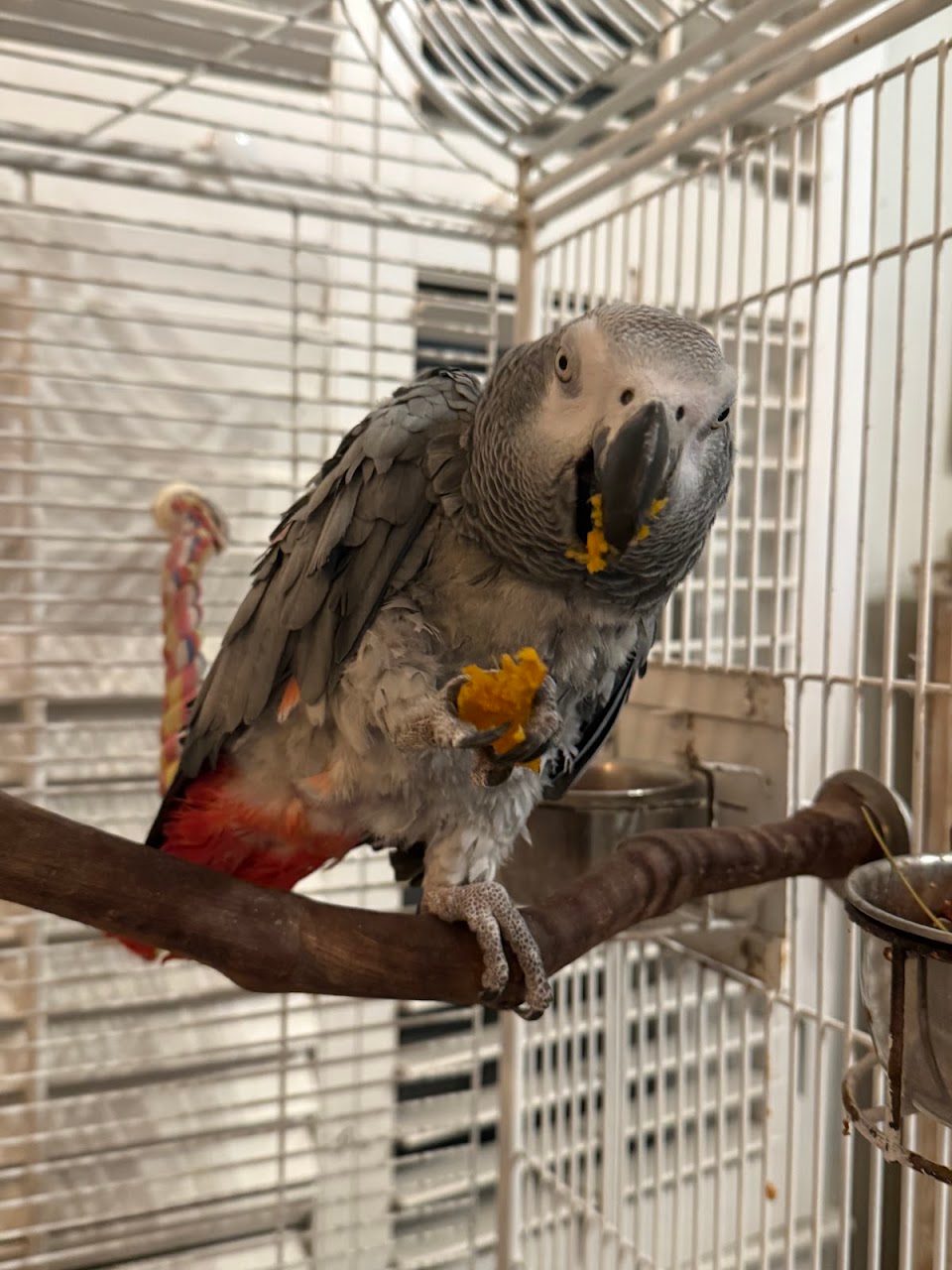 Pattys Parrot Palace