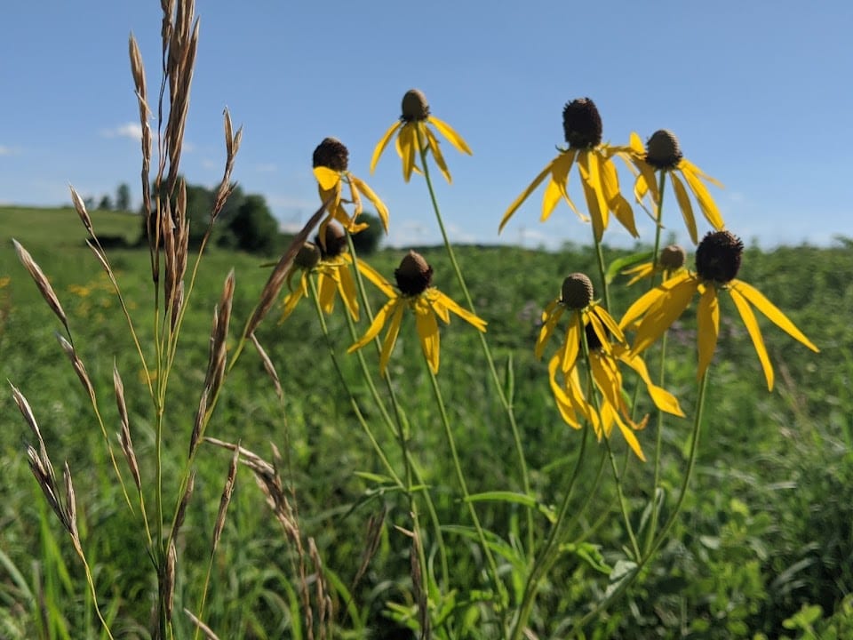 Tall Grass