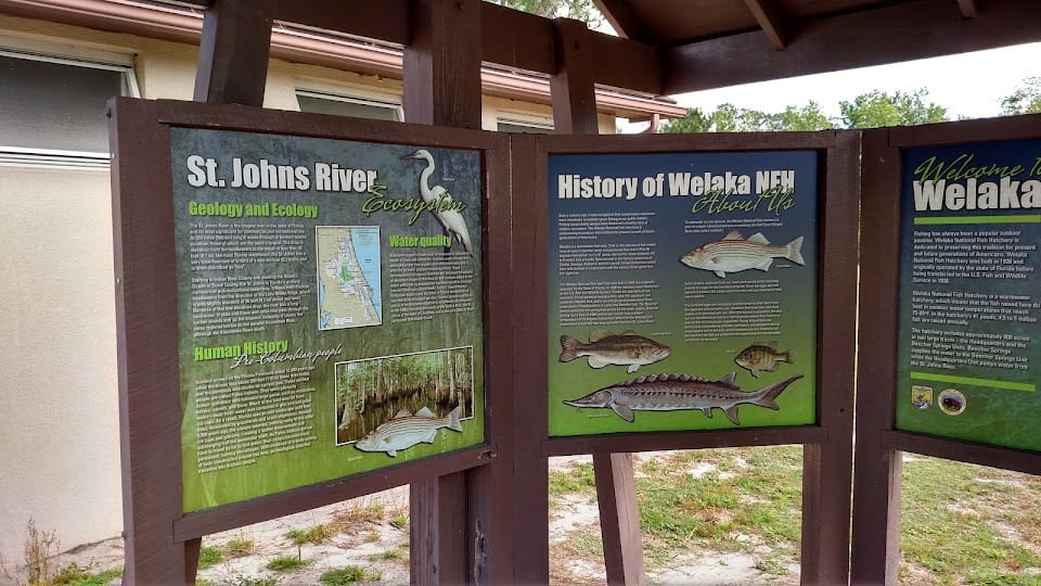 Palm Coast Fws